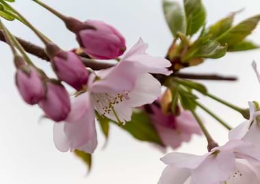 pink flowers on tree