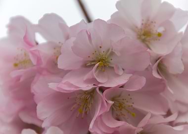 pink flowers on tree