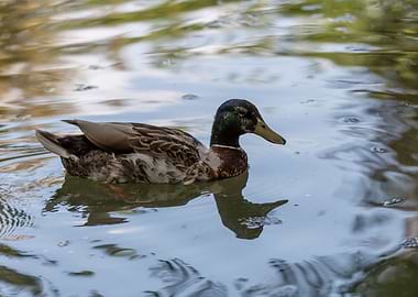 Muscovy duck on pond