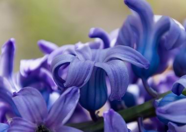 hyacinth flower
