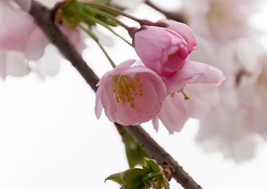 pink flowers on tree
