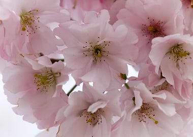 pink flowers on tree