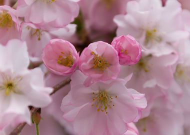 pink flowers on tree