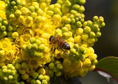 mahonia in the garden