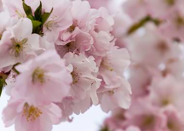 pink flowers on tree
