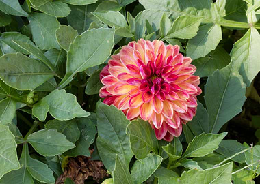 dahlia in spring season