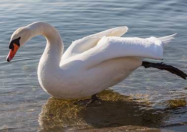 swan spreads its wings