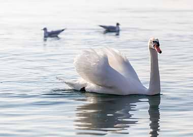 swan spreads its wings