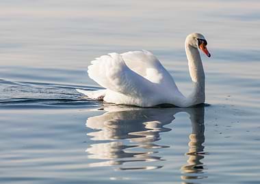 swan spreads its wings
