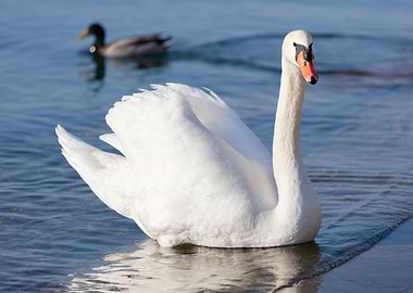 swan spreads its wings