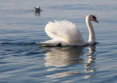 swan spreads its wings