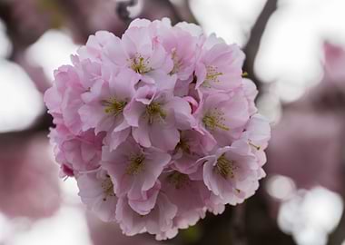 pink flowers on tree