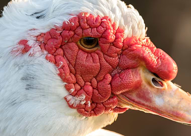 Muscovy duck on pond