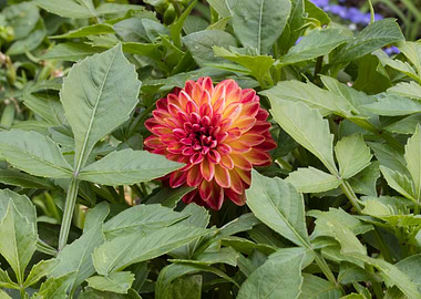 dahlia in spring season