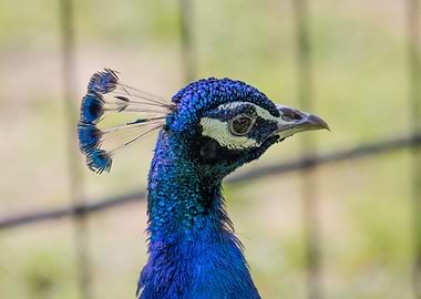 colorful peacock