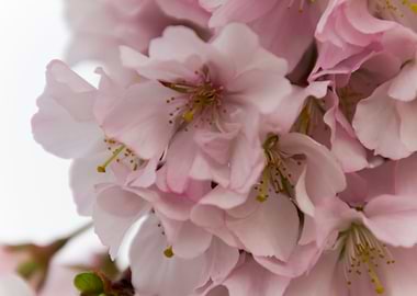 pink flowers on tree