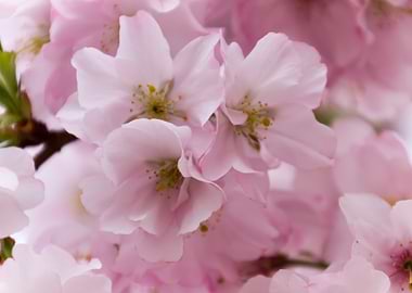 pink flowers on tree
