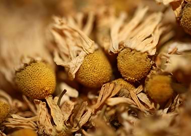 Chamomila recutita flowers