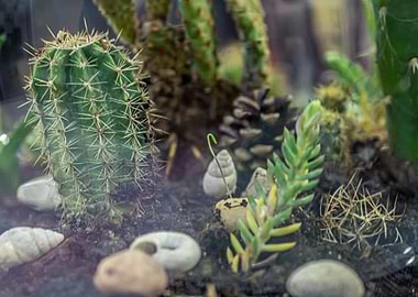 Floral cacti world