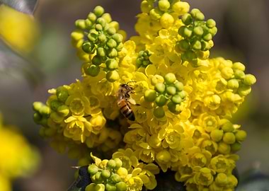 mahonia in the garden