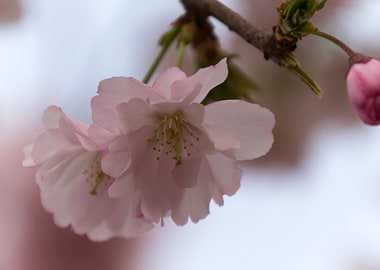 pink flowers on tree
