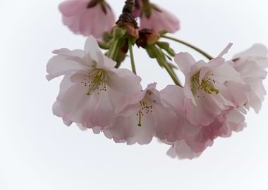 pink flowers on tree