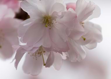 pink flowers on tree