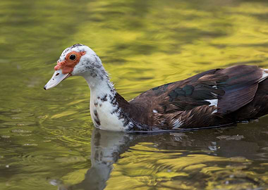Muscovy duck on pond