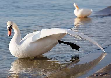 swan spreads its wings