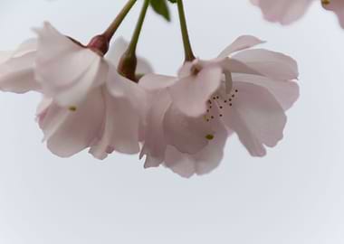 pink flowers on tree