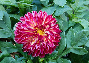 dahlia in spring season