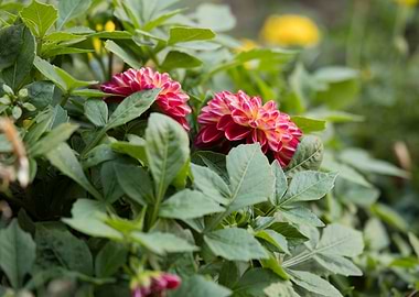 dahlia in spring season
