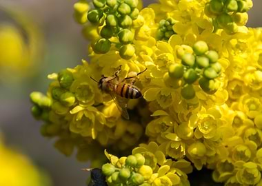 mahonia in the garden