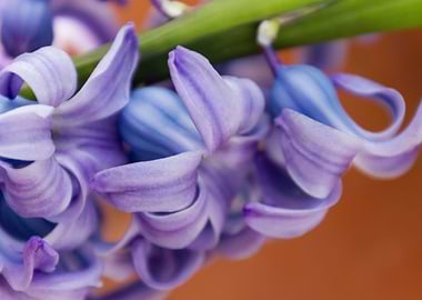 hyacinth flower