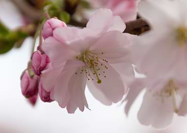 pink flowers on tree