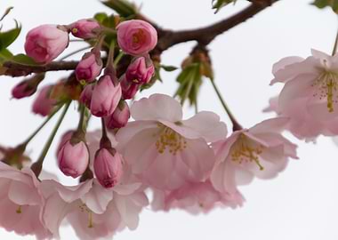 pink flowers on tree