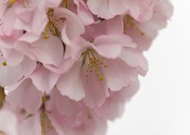 pink flowers on tree