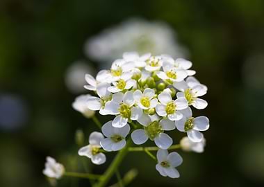 white flower in the meadow