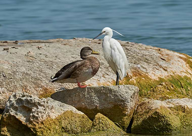 heron and duck on rock