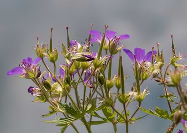 wildflower in the mountain