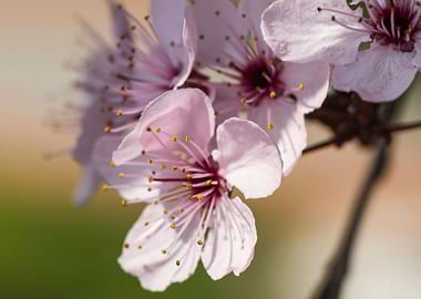 peach blossom in spring