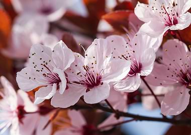 peach blossom in spring