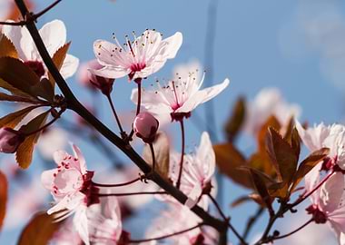 peach blossom in spring
