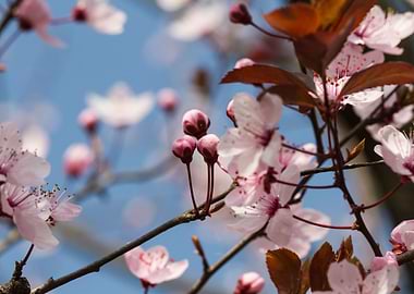 peach blossom in spring