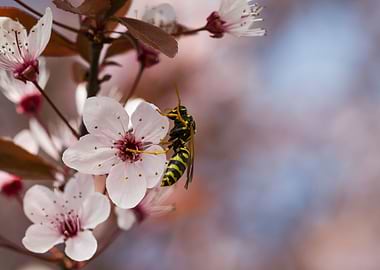 peach blossom in spring