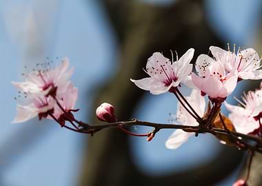 peach blossom in spring