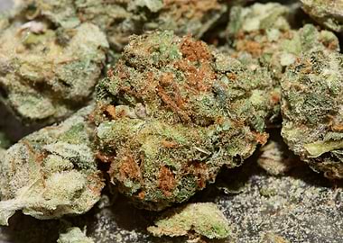 Cannabis super lemon haze