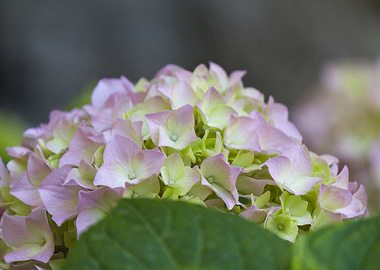 hydrangea in the garden