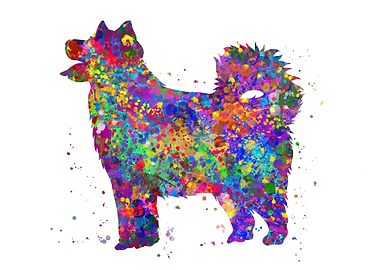 Alaskan Malamute dog