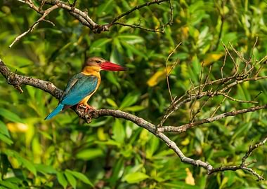 Stork Billed Kingfisher